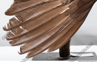 bird skin feather 0014